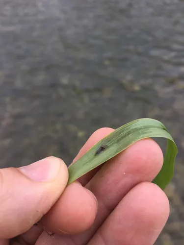 Simulium reptans