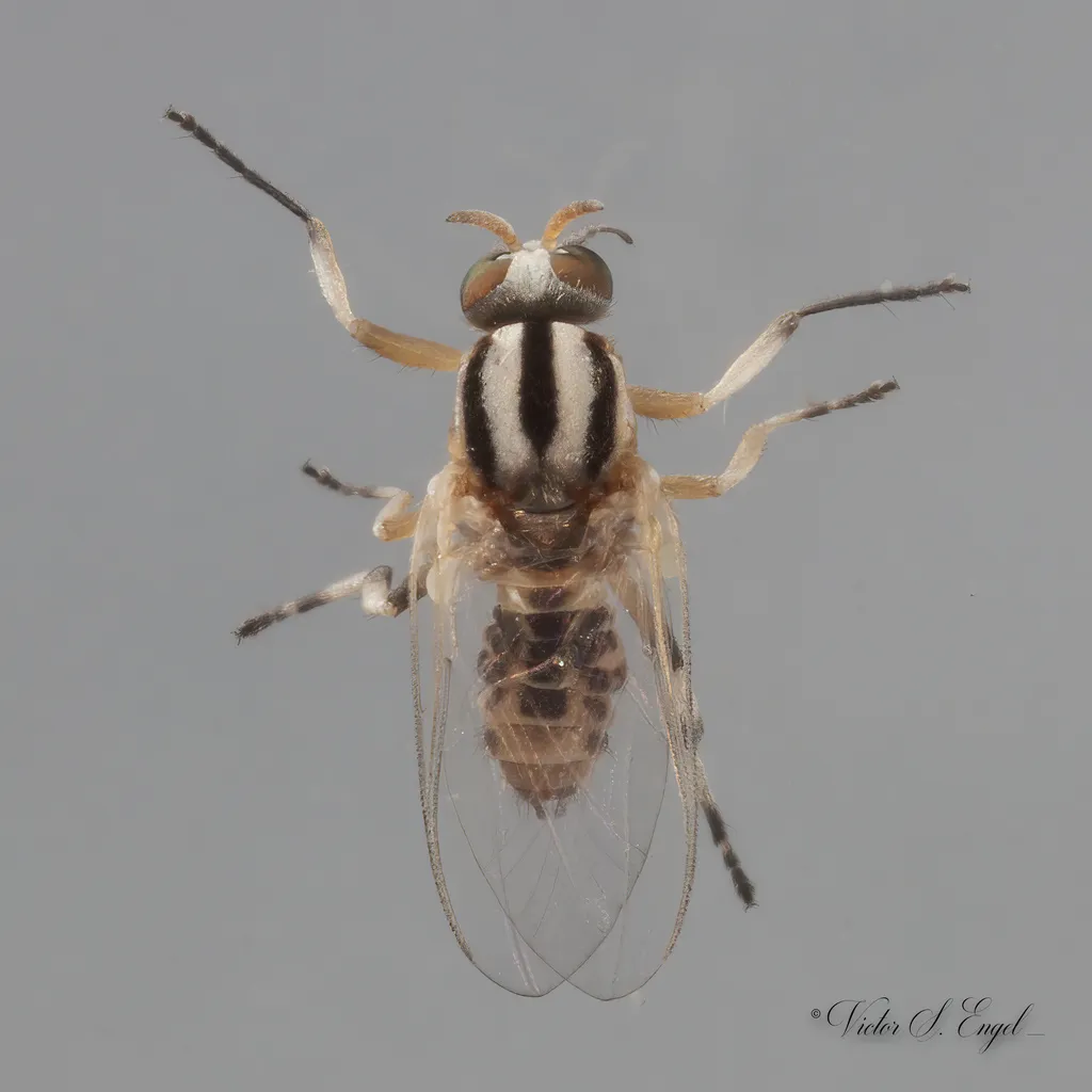Simulium trivittatum
