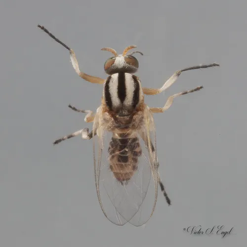 Simulium trivittatum - photo 2