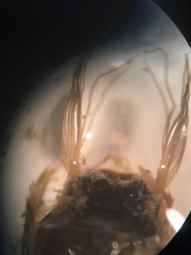 Simulium variegatum - photo 2
