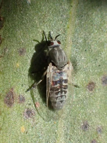 Simulium vittatum - photo 2