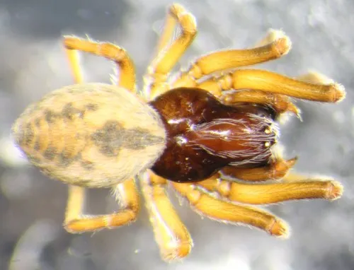 Simziella major