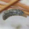 Sinarachna pallipes