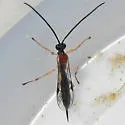 Sinarachna pallipes - photo 2