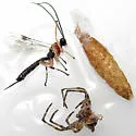 Sinarachna pallipes - photo 4