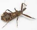 Sinea coronata