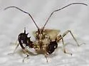 Sinea incognita - photo 5