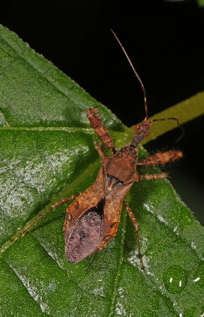 Spiny Assassin Bug