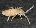 Sinella curviseta
