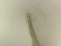 Sinella recens