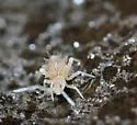 Sinella sexoculata