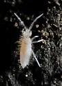 Sinella sexoculata - photo 2