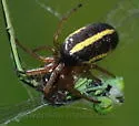 Singa eugeni