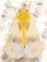 Ficus Whitefly