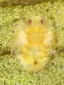 Ficus Whitefly - photo 2