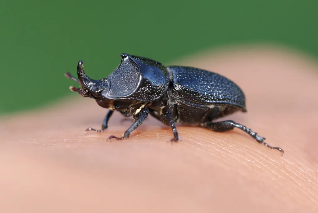 Rugose Stag Beetle - Sinodendron rugosum
