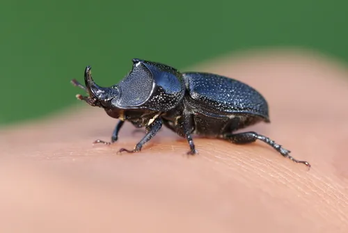 Rugose Stag Beetle - photo 2