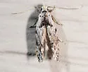 Sinoe robiniella - Hodges#1834