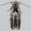 Sinoe robiniella - Hodges#1834 - photo 3