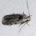 Sinoe robiniella - Hodges#1834 - photo 4