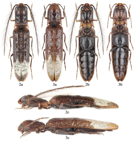 Sinopyrophoridae - Sinopyrophoridae