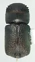 Conifer Auger Beetle