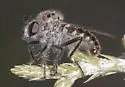 Sintoria cyanea - photo 2