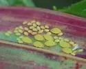 Yellow Sugarcane Aphid