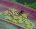 Yellow Sugarcane Aphid - photo 2
