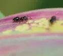 Yellow Sugarcane Aphid - photo 3