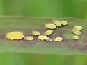 Yellow Sugarcane Aphid - photo 4