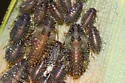 Hedgehog Grain Aphid