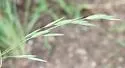 Hedgehog Grain Aphid - photo 2