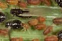 Hedgehog Grain Aphid - photo 3