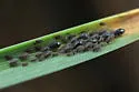 Hedgehog Grain Aphid - photo 4