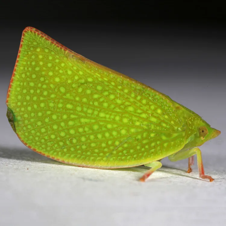 Torpedo Bug - Siphanta acuta