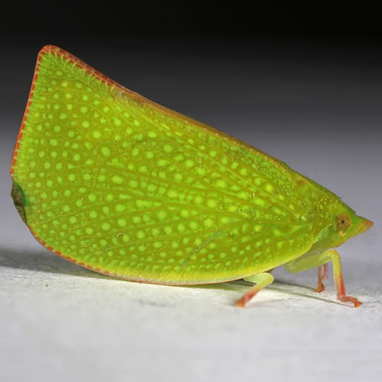 Torpedo Bug - photo 2