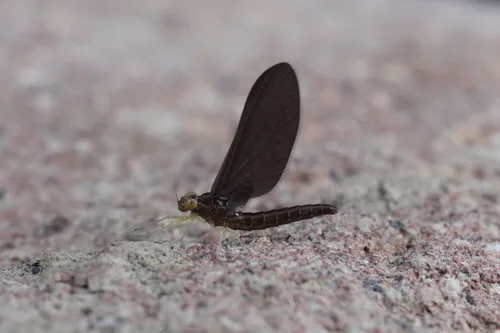 Siphlaenigmatidae - Siphlaenigmatidae