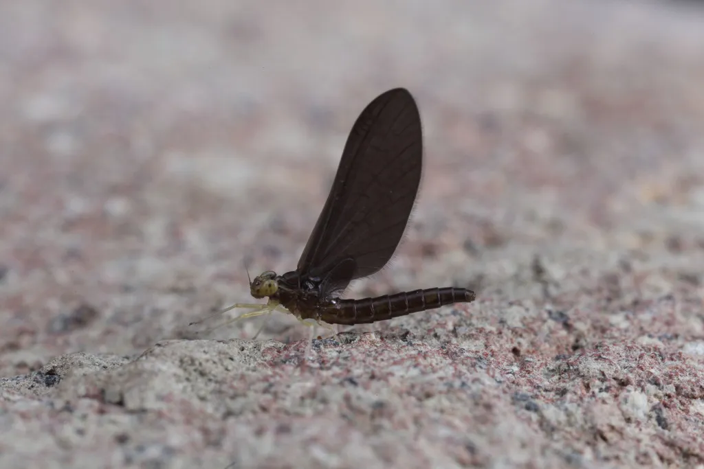 Siphlaenigmatidae - photo 2