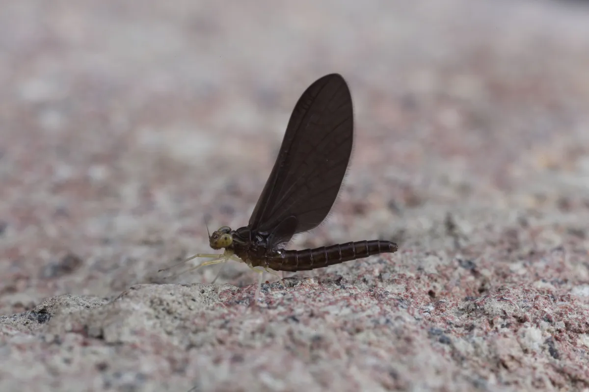 Siphlaenigmatidae - photo 3