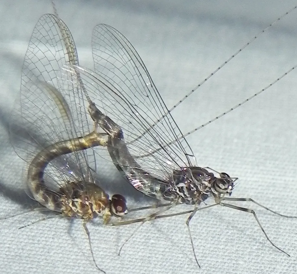 Primitive Minnow Mayflies - photo 2