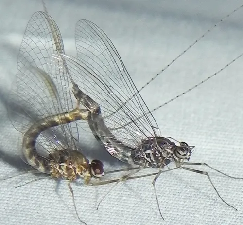 Primitive Minnow Mayflies - photo 3