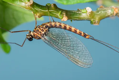 Siphlonurus aestivalis
