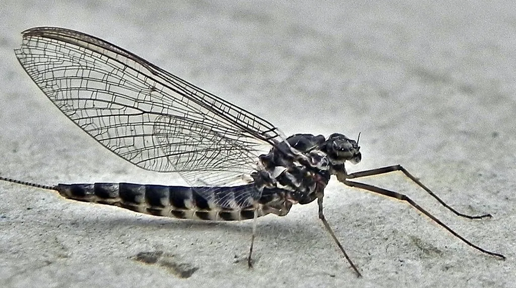 Siphlonurus alternatus