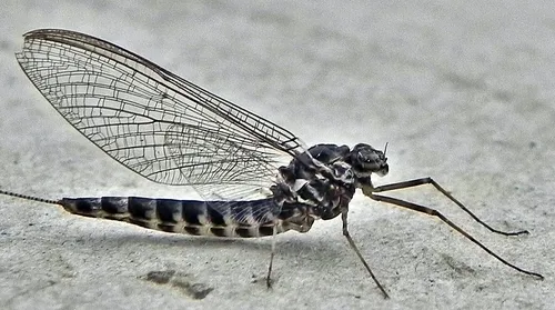 Siphlonurus alternatus - photo 2