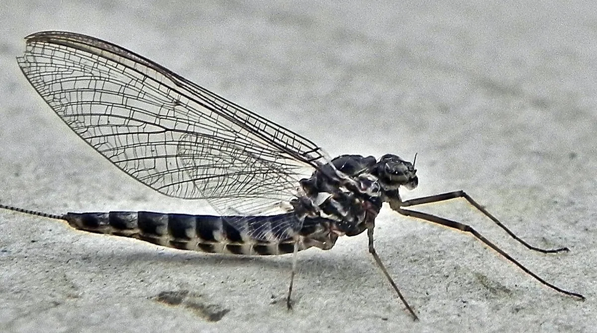 Siphlonurus alternatus - photo 3