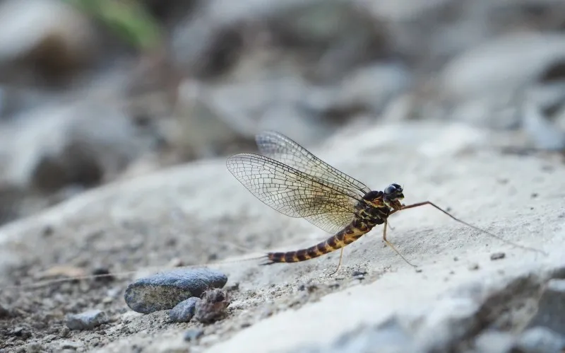 Scarce Summer Mayfly - photo 2