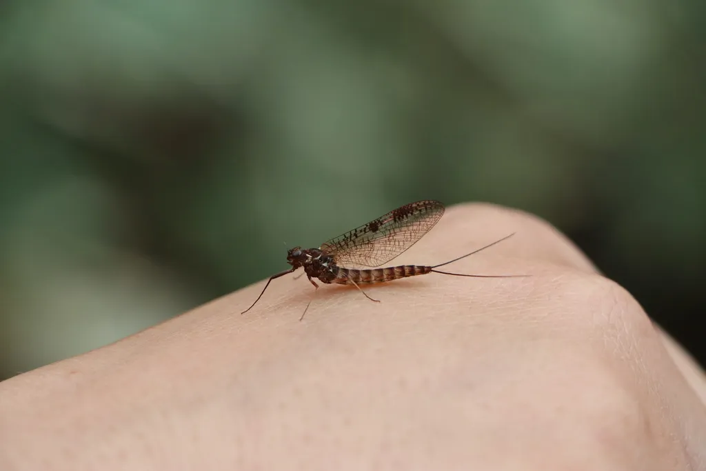 Siphlonurus binotatus - photo 2