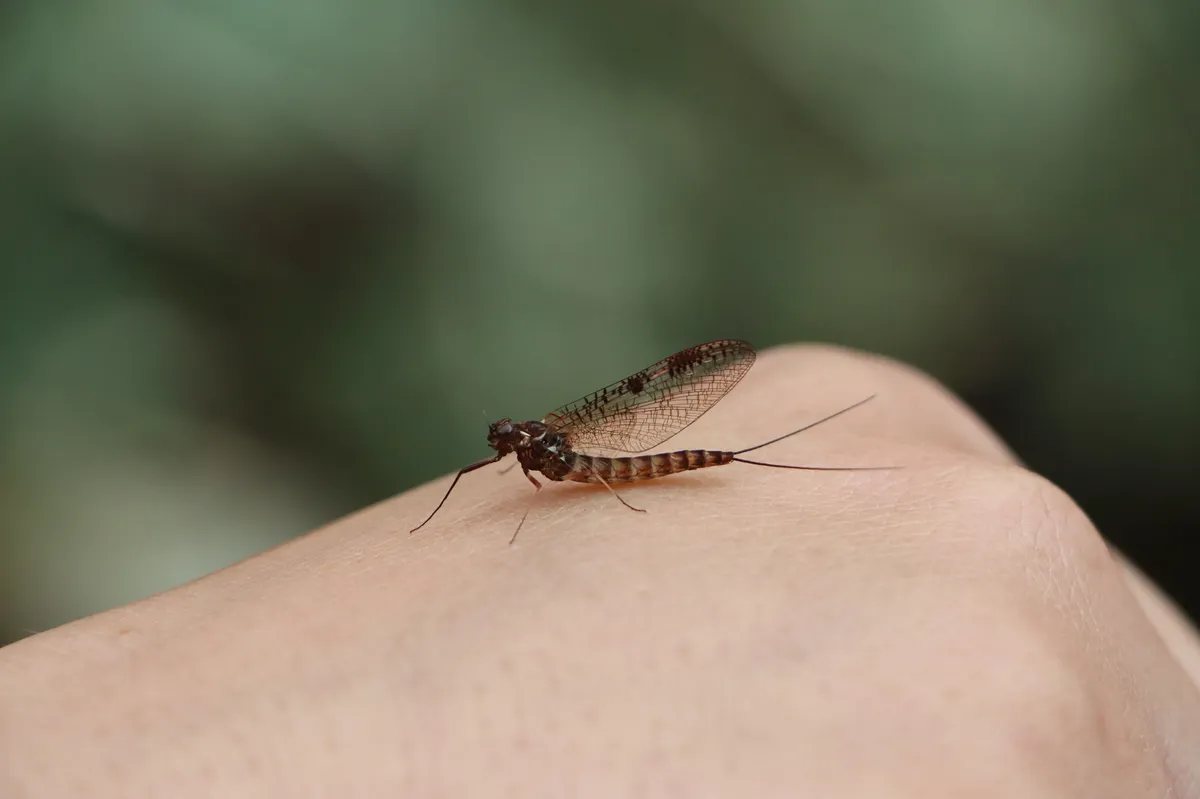 Siphlonurus binotatus - photo 3