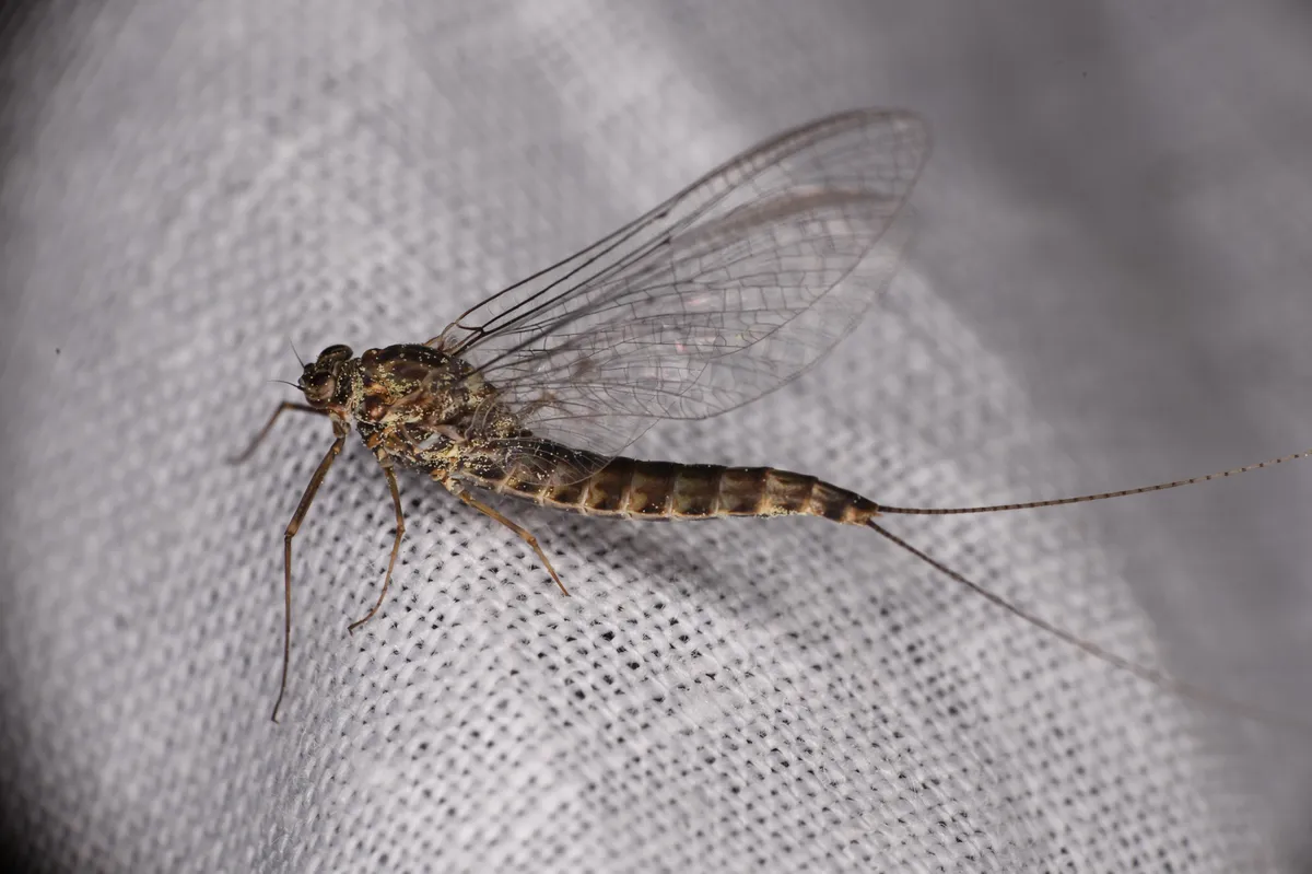 Siphlonurus columbianus